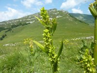 20 Veratrum lobelianum - veratro verde comune Melanthiaceae